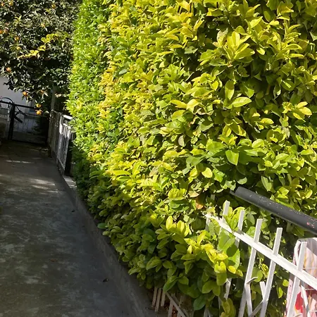 Nyaraló Rayskata Yabalka