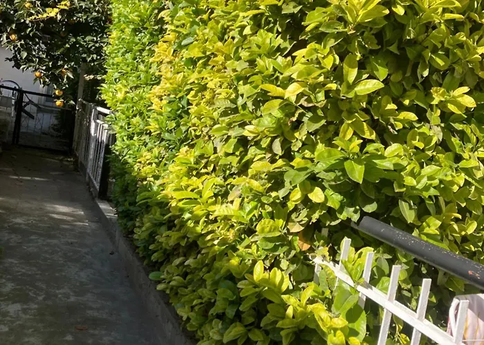 Nyaraló Rayskata Yabalka